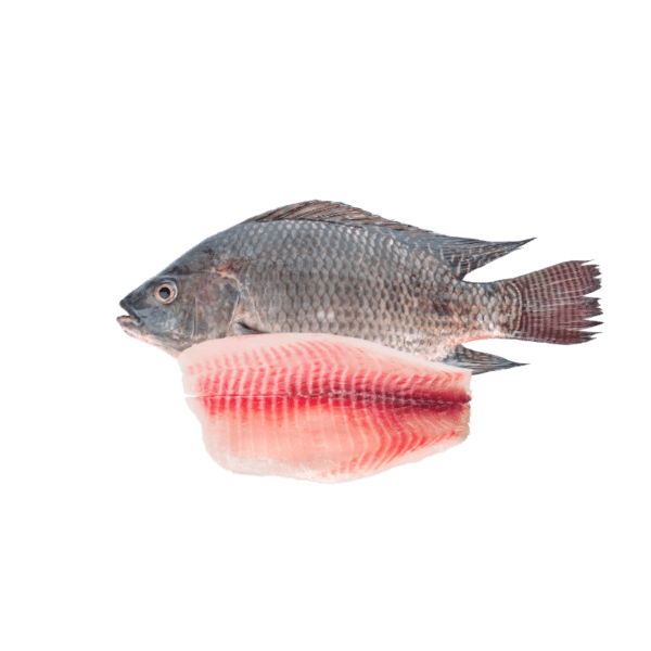 Black tilapia